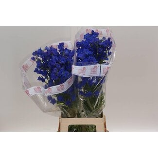 Freshy Delphinium Ridderspoor “Jenny Pearl” | Kleur: Blauw | Lengte ± 80 centimeter | Per 20 stelen verse bloemen