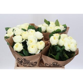 Freshy Rosa White Vuvuzela