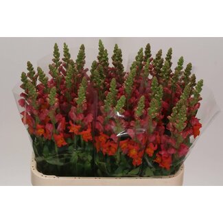 Freshy Antirrhinum Animation Oran