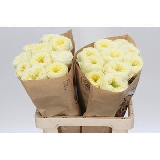 Freshy Grootbloemige Roos “Solsbury Hill” | Kleur: Wit | Lengte ± 60 centimeter | Per 10 verse bloemen