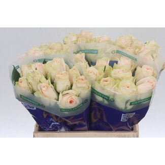 Freshy Grootbloemige Roos “Wedding” | Kleur: Wit | Lengte ± 40 centimeter | Per 20 verse bloemen