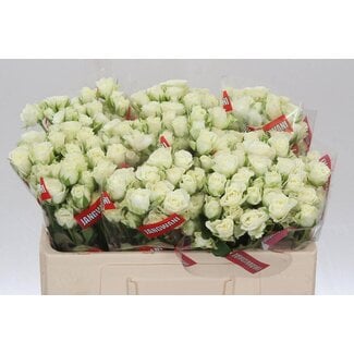 Freshy Hollandse Trosroos “Snowflake” | Kleur: Wit | Lengte ± 50 centimeter | Per 10 verse bloemen