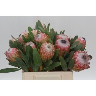 Freshy Protea Susara