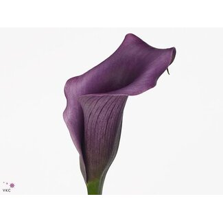 Freshy Zantedeschia Calla “Paco” | Kleur: Paars | Lengte ± 55 centimeter | Per 10 verse bloemen