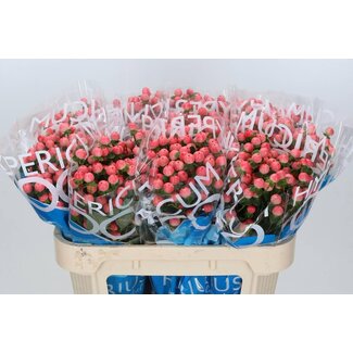 Freshy Hypericum “Coco Tiamo” | Kleur: Oranje | Lengte ± 70 centimeter | Per 20 stelen verse bloemen