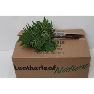 Freshy Ledervaren Middel x30 (p. bos)