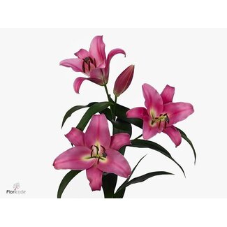 Freshy Lily Oriental Aqua x Trumpet Lily “Profundo” | Colour: Pink | Length ± 90 centimeter | Per 10 stems fresh flowers