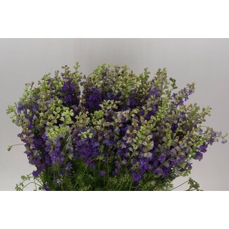 Freshy Consolida R Q Violet Lilac