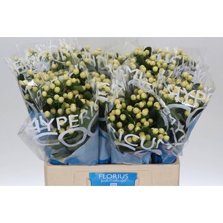 Freshy Hypericum “Coco Bellimo” | Colour: White | Length ± 60 centimetre | Per 20 stems fresh flowers