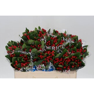 Freshy Hypericum Coco Diablo Vertakt