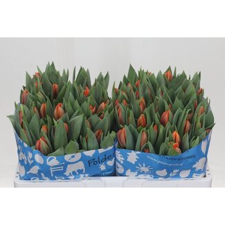 Freshy Tulp enkel Prinses Irene