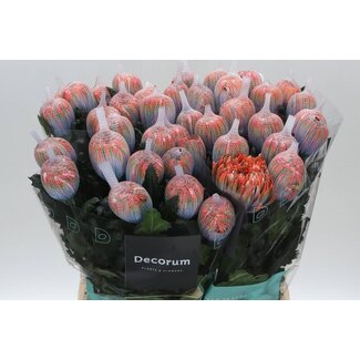 Freshy Chrysanthemum Chrysant Deco “Antonov” | Kleur: Kleurbehandeld Vulcano | Lengte ± 65 centimeter | Per 10 stelen verse bloemen