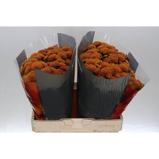 Freshy Chrysant santini Ellison Orange X L