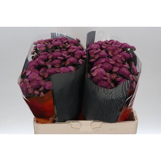 Freshy Chrysanthemum Chrysant Santini XL “Ellison Pink” | Kleur: Paars | Lengte ± 55 centimeter | Per 25 stelen verse bloemen