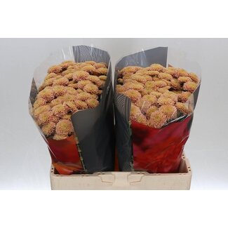 Freshy Chrysant santini Ellison Salmon X L