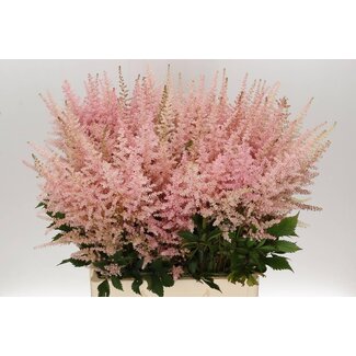 Freshy Astilbe Arendsii “Erika” | Kleur: Roze | Lengte ± 70 centimeter | Per 10 stelen verse bloemen