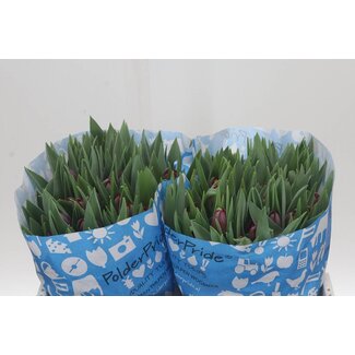 Freshy Dubbelbloemige Tulp “Red Princess” | Kleur: Rood | Lengte ± 37 centimeter | Per 50 verse bloemen