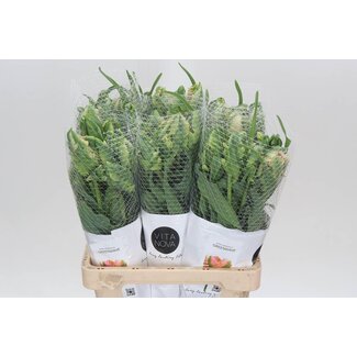 Freshy Franse Tulp “Green Wave” | Kleur: Groen | Lengte ± 60 centimeter | Per 10 verse bloemen