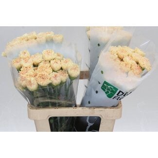 Freshy Hollandse Anjer “Ukelele” | Kleur: Geel | Lengte ± 60 centimeter | Per 20 verse bloemen