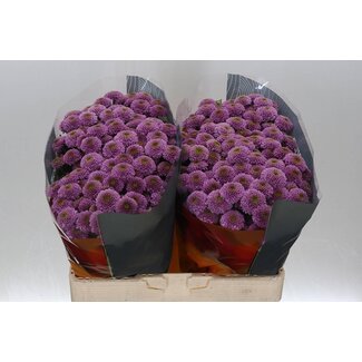 Freshy Chrysanthemum Chrysant Santini XL “Doria” | Kleur: Paars | Lengte ± 55 centimeter | Per 25 stelen verse bloemen