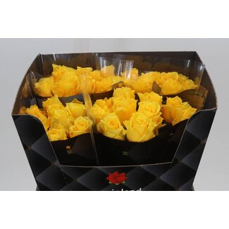 Freshy Rozen “Palmares” | Kleur: Geel | Lengte ± 60 centimeter | Per 10 verse bloemen