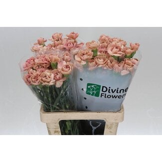 Freshy Lange Anjer “Lady Dayana” | Kleur: Roze | Lengte ± 60 centimeter | Per 20 verse bloemen
