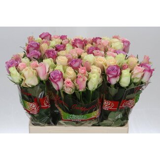 Freshy Rosa Pastel Gemengd in Bos