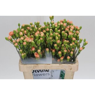 Freshy Trosanjer “Kamilly” | Kleur: Oranje | Lengte ± 60 centimeter | Per 30 verse bloemen