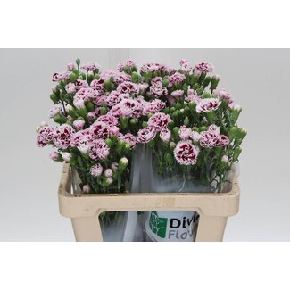 Freshy Trosanjer Enkelbloemig Hollands Fiorino Value