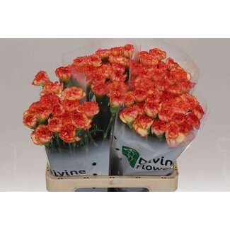 Freshy Anjer Hollands Diego