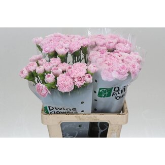 Freshy Anjer Hollands Yukari Dress Cherry