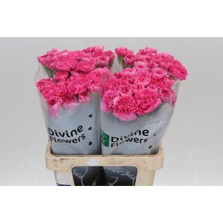 Freshy Anjer Hollands Yukari Cerise