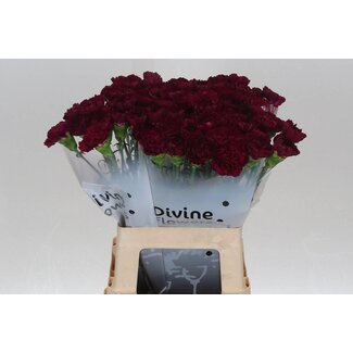 Freshy Hollandse Anjer “Neptune” | Kleur: Paars | Lengte ± 60 centimeter | Per 20 verse bloemen