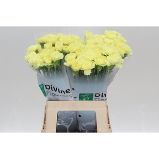 Freshy Hollandse Anjer “Kiro” | Kleur: Geel | Lengte ± 60 centimeter | Per 20 verse bloemen