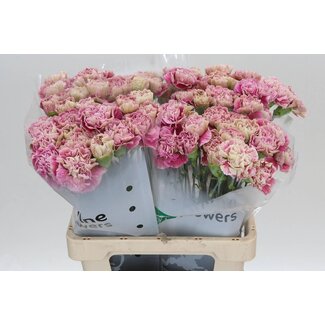 Freshy Hollandse Anjer “Antiqua” | Kleur: Roze | Lengte ± 60 centimeter | Per 20 verse bloemen