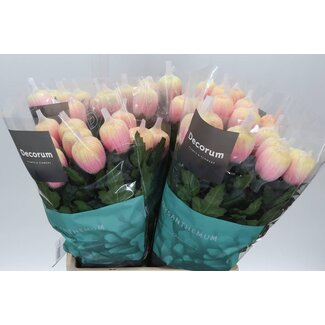 Freshy Chrysant deco Antonov Kleurbehandeld Soft Peach