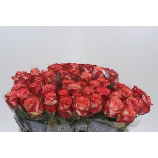 Freshy Rosa Attraction