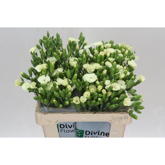 Freshy Hollandse Trosanjer Enkelbloemig “Soland Blondfly” | Kleur: Geel | Lengte ± 60 centimeter | Per 30 verse bloemen