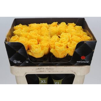 Freshy Rozen “Palmares XL” | Kleur: Geel | Lengte ± 70 centimeter | Per 10 verse bloemen