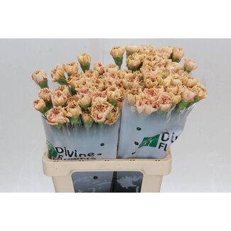 Freshy Hollandse Anjer “Saona” | Kleur: Roze | Lengte ± 60 centimeter | Per 20 verse bloemen