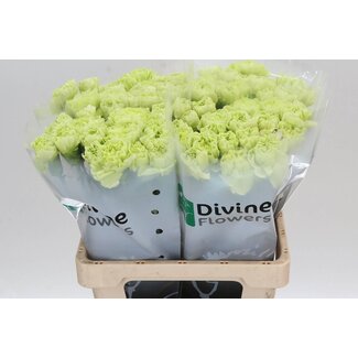 Freshy Hollandse Anjer “Celtic Green” | Kleur: Groen | Lengte ± 60 centimeter | Per 20 verse bloemen
