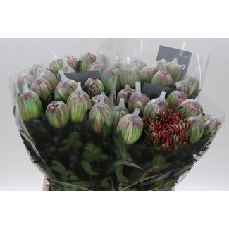 Freshy Chrysanthemum Chrysant Deco “Antonov” | Kleur: Kleurbehandeld Hortensia | Lengte ± 65 centimeter | Per 10 stelen verse bloemen