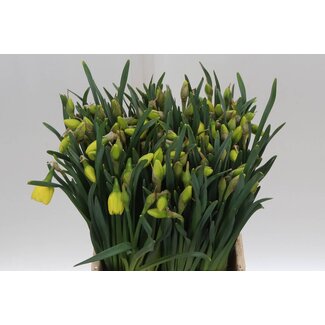 Freshy Narcis Tahiti