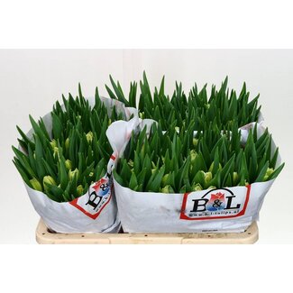 Freshy Tulp dubbel Avant Garde