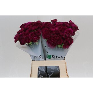 Freshy Anjer Hollands Yukari Violet