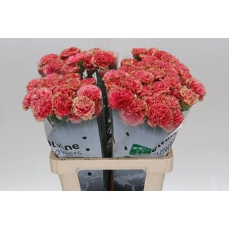 Freshy Hollandse Anjer “Wow” | Kleur: Roze | Lengte ± 60 centimeter | Per 20 verse bloemen