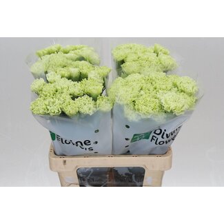 Freshy Anjer “Jungle Green” | Kleur: Groen | Lengte ± 60 centimeter | Per 20 verse bloemen