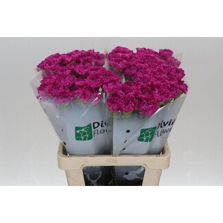 Freshy Hollandse Anjer “Frenesí” | Kleur: Paars | Lengte ± 60 centimeter | Per 20 verse bloemen