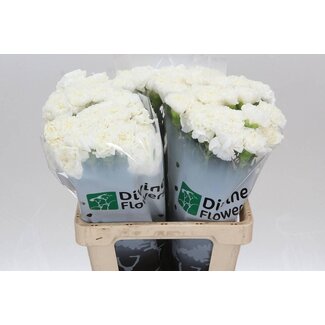 Freshy Hollandse Anjer “Everest” | Kleur: Wit | Lengte ± 60 centimeter | Per 20 verse bloemen