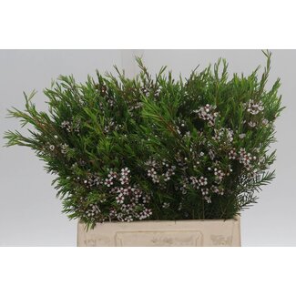 Freshy Chamelaucium Un Snow Flake